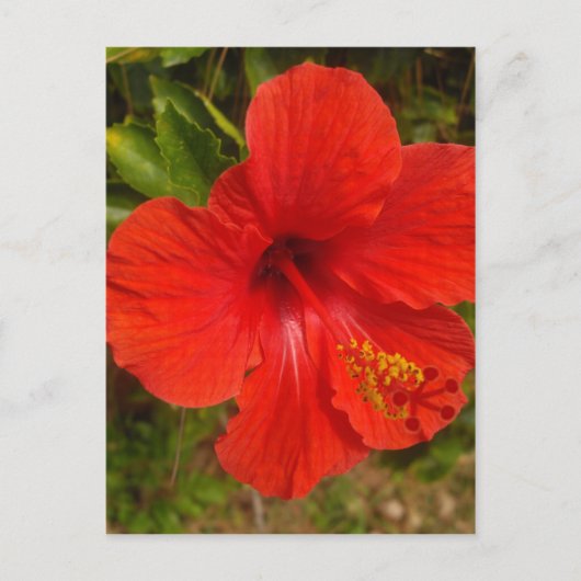 Crimson Hibiscus Glow Briefkaart (Voorkant)