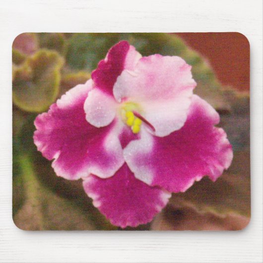 Crimson Ice African Violet Muismat (Voorkant)