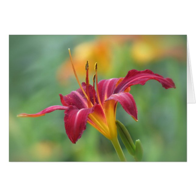 Crimson Lily - Daylily (Voorkant Horizontaal)