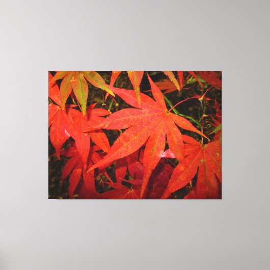 Crimson Maple Leaves - Canvas Afdruk (Voorkant)