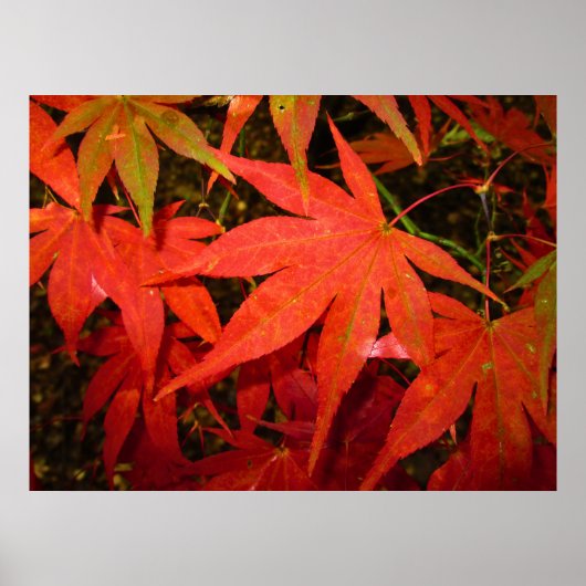 Crimson Maple Leaves - Gepersonaliseerd Poster (Voorkant)