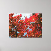 Crimson Myrtle #2 Canvas Afdruk (Voorkant)