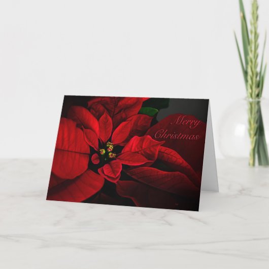 Crimson Poinsettia Merry Christmas Card Feestdagen Kaart (Voorkant)