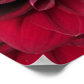 Crimson Red Dahlia Art - Arabische nachtbloem Poster (Hoek)