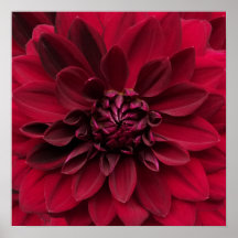Crimson Red Dahlia Art - Arabische nachtbloem