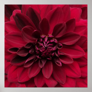 Crimson Red Dahlia Art - Arabische nachtbloem Poster