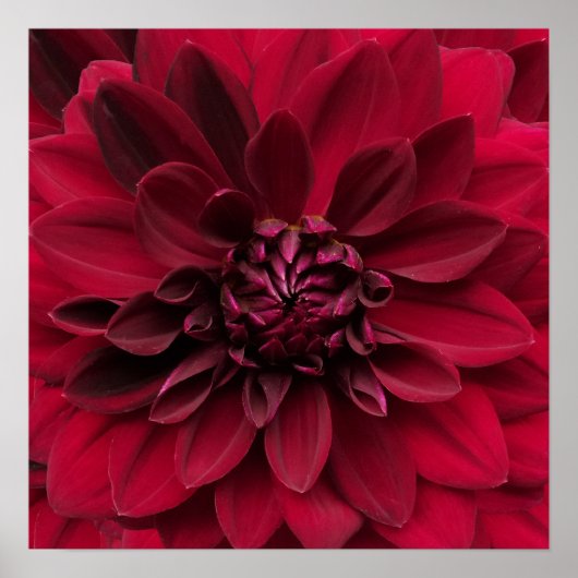 Crimson Red Dahlia Art - Arabische nachtbloem Poster (Voorkant)