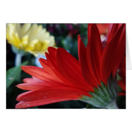 Crimson Red Gerbera Daisy Flower Close-up foto