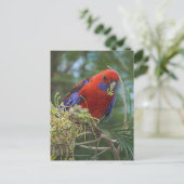 Crimson Rosella Briefkaart (Staand voorkant)
