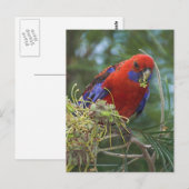 Crimson Rosella Briefkaart (Voorkant / Achterkant)