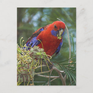 Crimson Rosella Briefkaart
