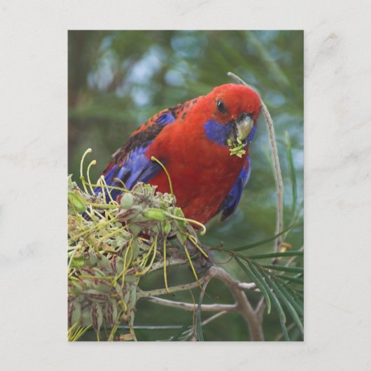 Crimson Rosella Briefkaart (Voorkant)