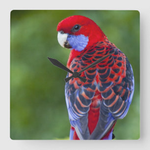 Crimson Rosella en achtergrond van orchideeën Lam Vierkante Klok