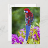 Crimson Rosella en achtergrond van orchideeën Lami Briefkaart (Voorkant / Achterkant)