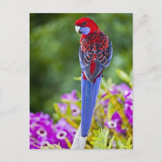Crimson Rosella en achtergrond van orchideeën Lami Briefkaart (Voorkant)