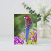 Crimson Rosella en achtergrond van orchideeën Lami Briefkaart (Staand voorkant)