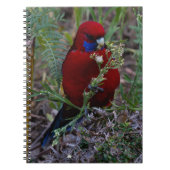 Crimson Rosella Notitieboek (Voorkant)