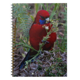 Crimson Rosella Notitieboek