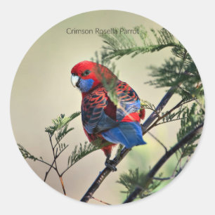 Crimson Rosella Parrot Ronde Sticker