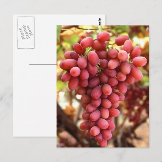 Crimson Seedless Grapes Briefkaart (Voorkant / Achterkant)