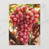 Crimson Seedless Grapes Briefkaart (Voorkant)
