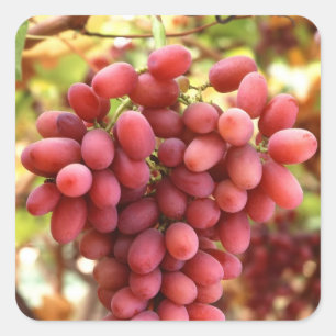 Crimson Seedless Grapes Vierkante Sticker