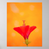 Crimson Serenity Poster (Voorkant)