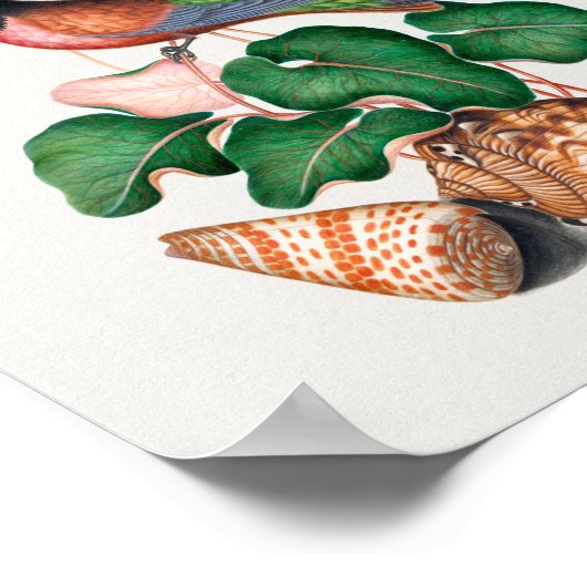 Crimson Topaz Hummingbird Poster (Hoek)