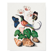 Crimson Topaz Hummingbird