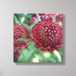 Crimson Wild Flower Canvas Print
