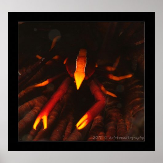 Crinoid Lobster Poster (Voorkant)