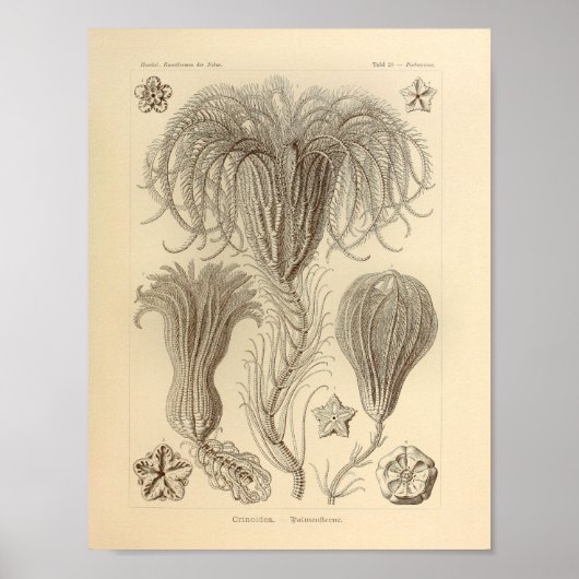 Crinoidea-kleur Ernst Haeckel afdrukken Poster (Voorkant)