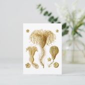Crinoïden Briefkaart (Staand voorkant)