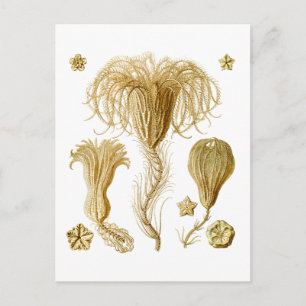 Crinoïden Briefkaart
