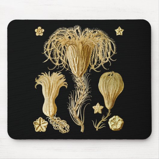 Crinoïden Muismat (Voorkant)