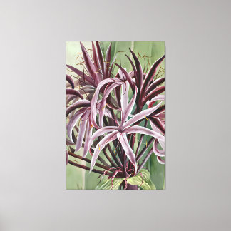 Crinum Asiaticum L Canvas Afdruk