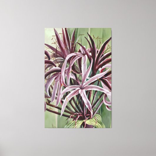 Crinum Asiaticum L Canvas Afdruk (Voorkant)