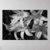 Crinum Black & White Poster (Voorkant)