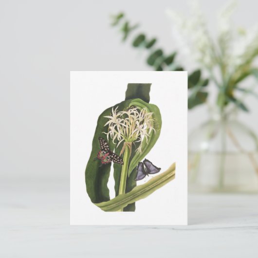 Crinum pedunculatum briefkaart (Staand voorkant)
