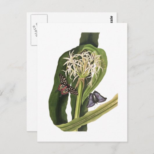 Crinum pedunculatum briefkaart (Voorkant / Achterkant)