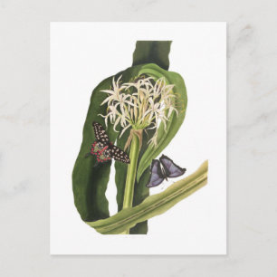 Crinum pedunculatum briefkaart