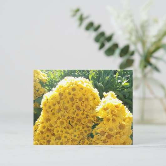 Crisantemos amarillos a la luz del sol briefkaart (Staand voorkant)