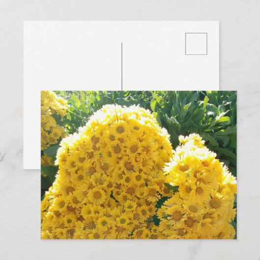 Crisantemos amarillos a la luz del sol briefkaart (Voorkant / Achterkant)