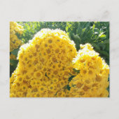 Crisantemos amarillos a la luz del sol briefkaart (Voorkant)