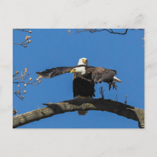 Crises Cross Eagles Briefkaart
