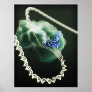 CRISPR-Cas9 complex op het werk Poster