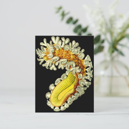 Cristatella mucedo briefkaart (Staand voorkant)