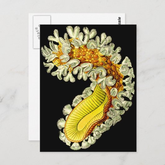 Cristatella mucedo briefkaart (Voorkant / Achterkant)