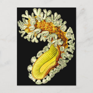 Cristatella mucedo briefkaart