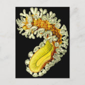 Cristatella mucedo briefkaart (Voorkant)